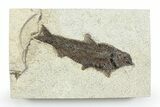 Detailed Fossil Fish (Knightia) - Wyoming #356793-1